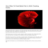How to Feed Betta Fish 