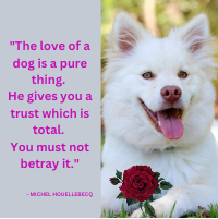 Dog Quotes for Insta Posts