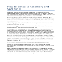 How to Bonsai a Rosemary and Care for it