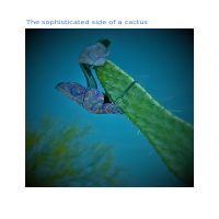 The Sophisticated Side of a Cactus
