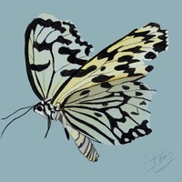 Hand drawn butterfly converted to digital.