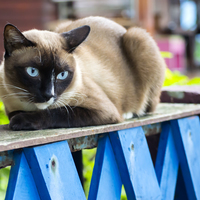 Siamese Cat