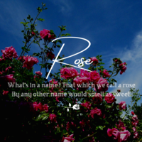 Instagram Post Quote Rose