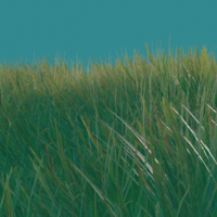 Field of grass, textured, modelled and rendered in Blender. 