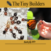 Portfolio Thumbnail 5