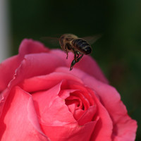 Working bee and the flower