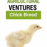 Portfolio Thumbnail 15