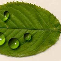 Water Drops