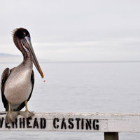 Pismo Beach photo