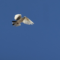 Portfolio Thumbnail 32