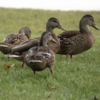 Animal Portrait Duck