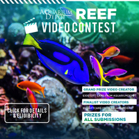 Reef Video Contest IG post