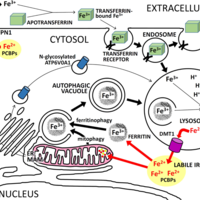 Biology made easy
