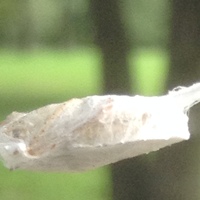Close up of a spider’s upcoming dinner