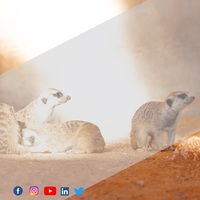 Portfolio Thumbnail 11