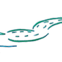 Dr. Al's Gator tattoo