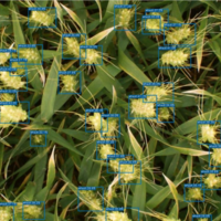 Wheat Detection API