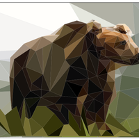 Cubic bear