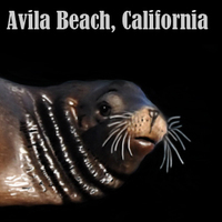 Avila Beach Photo