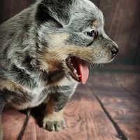 Portfolio Thumbnail 2