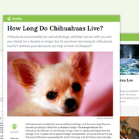 Magazine about pet and wild animals