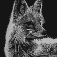 Fox - Scratchboard