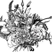 Ink Botanical Illustration