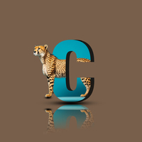 Portfolio Thumbnail 5