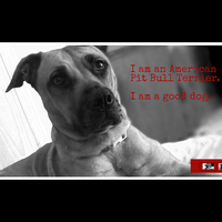 Landing page slideshow - Breed Specific Legislation website