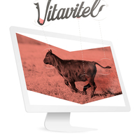 Vitavitel logo concept
