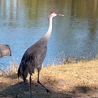 Sandhill Crane, Wickham Park, Melbourne, FL 1/4/2026