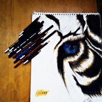 Eye of a Tiger 