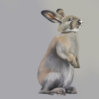 Bunny-realistic drawing