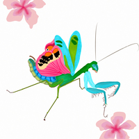 PRAY MANTIS