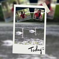  2 swan