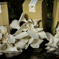 Portfolio Thumbnail 17