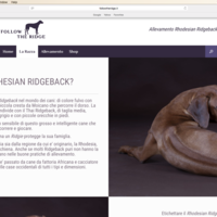 Portfolio Thumbnail 1