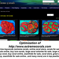 Top Ranking and Traffic for Extreme Coral