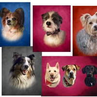 Pet Portrait