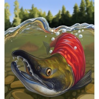 Sockeye Salmon llustration