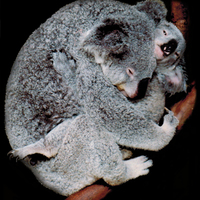 Australia photo