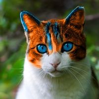 Color Enhancement 