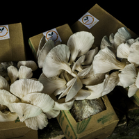 Portfolio Thumbnail 16