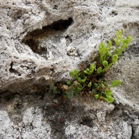 Composition