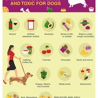 Dog Food Infographic