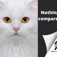 Portfolio Thumbnail 10