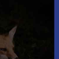 Hotline Wildlife main page