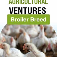 Portfolio Thumbnail 13