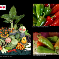 Sample Product Shots and Labeling Design