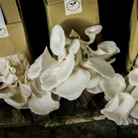 Portfolio Thumbnail 18